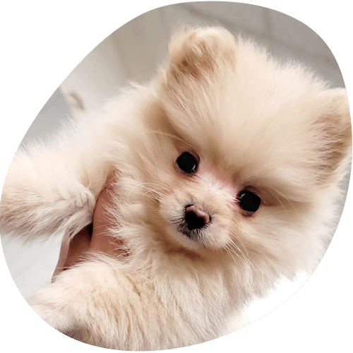 A hand holds up a fluffy, cream-colored Pomeranian puppy with dark eyes and a small black nose, set against a light background—ready for its first visit to the veterinarian.