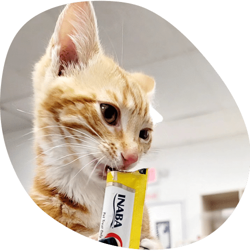 A ginger and white kitten, approved by a veterinarian, bites a yellow tube of Inaba cat treat with a blurred indoor background.