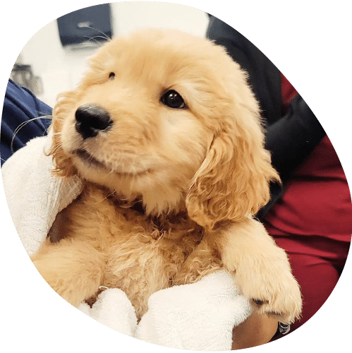A fluffy golden puppy with curly fur is being gently held by a veterinarian wearing white gloves. The puppy looks content and calm.