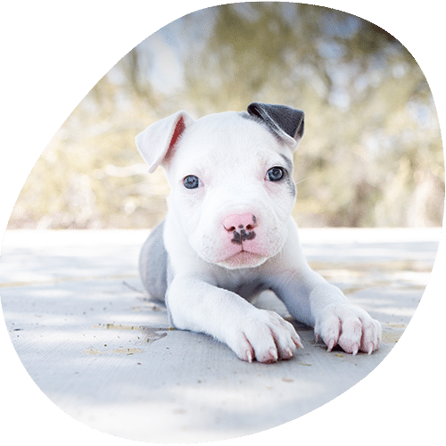 A white and gray puppy with a pink nose lies on a light surface, looking directly at the camera with a curious expression—perfect for a vet visit photo. The background is softly blurred with hints of greenery.