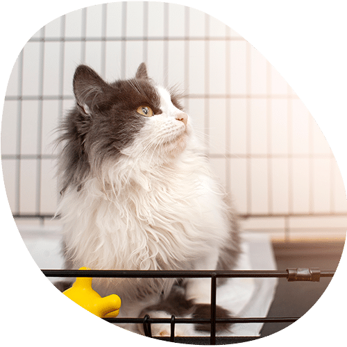 A fluffy gray and white cat sits inside a cage at the vet, looking to the side. There is a yellow toy in front of the cat and a white mat beneath it. The background shows vertical bars of the cage.