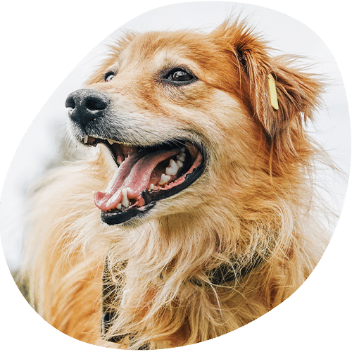 A fluffy, light brown dog with a yellow veterinarian tag in its ear looks to the side with its mouth open, showing its tongue and teeth, appearing happy and alert against a white background.