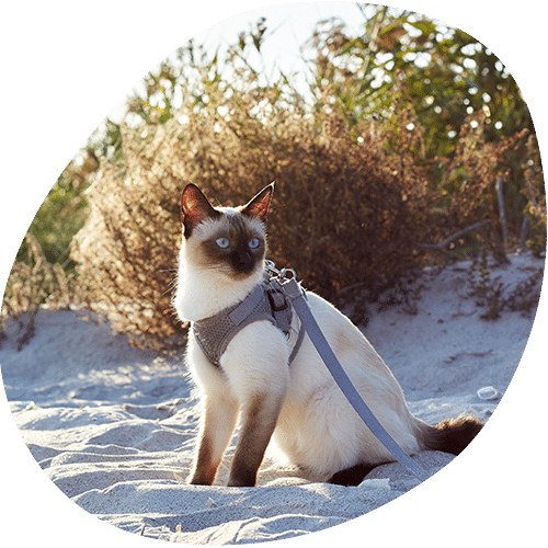 A Siamese cat wearing a harness and leash sits on sandy ground outdoors, surrounded by dry bushes and sunlight—ready for a healthy walk after a recent visit to the veterinarian.