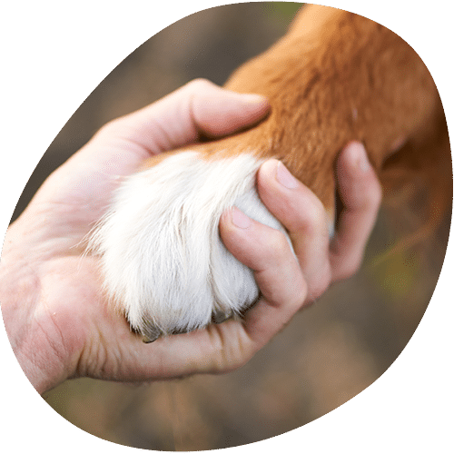 A human hand gently holding a dog's paw with white fur at the tip, symbolizing companionship and trust—an image often seen in a veterinarian's care.