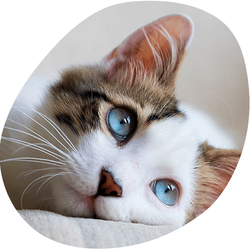 Tabby and white kitten with striking blue eyes