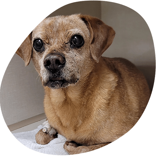 A small brown dog with big dark eyes lies on a white blanket, looking at the camera. The dog has a gray muzzle and a medical bandage on its front paw, likely placed by a veterinarian after a recent visit to the vet.