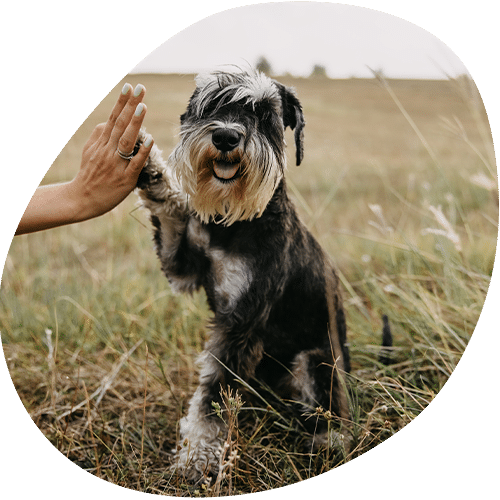 A black and gray Schnauzer dog sits in tall grass, lifting its paw to high-five a vet’s hand. The background is a blurred outdoor field.