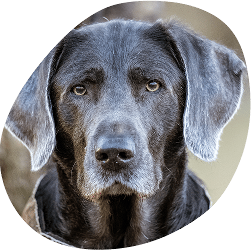 Close-up of a black Labrador Retriever with some gray fur around its face and ears, looking directly at the camera against a neutral background, as if waiting for a friendly vet or veterinarian checkup.