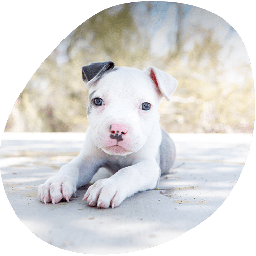 A white and gray puppy with a pink nose and one black ear lies on a light surface outdoors, looking directly at the camera—ready for a friendly vet visit, with trees softly blurred in the background.