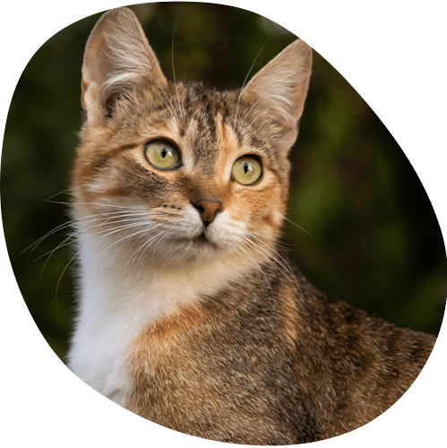 A close-up of a brown, orange, and white tabby cat with green eyes, looking slightly to the side, set against a blurred dark green background—perfect for a veterinarian or vet clinic’s promotional material.