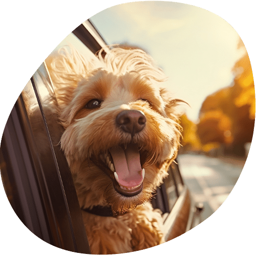 A happy, fluffy dog with tan fur leans out of a car window, mouth open in excitement, on the way to the vet as the car drives down a sunlit road lined with autumn trees.