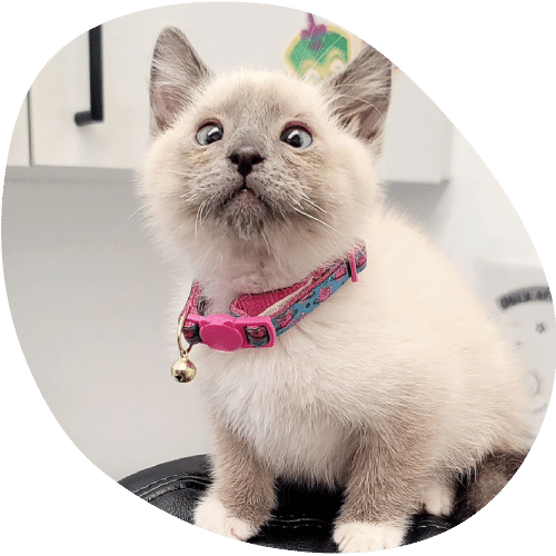 A light-colored kitten with blue eyes and dark paws wears a pink collar with a bell, sitting attentively on a black surface in a bright indoor setting—ready for her next visit to the vet.