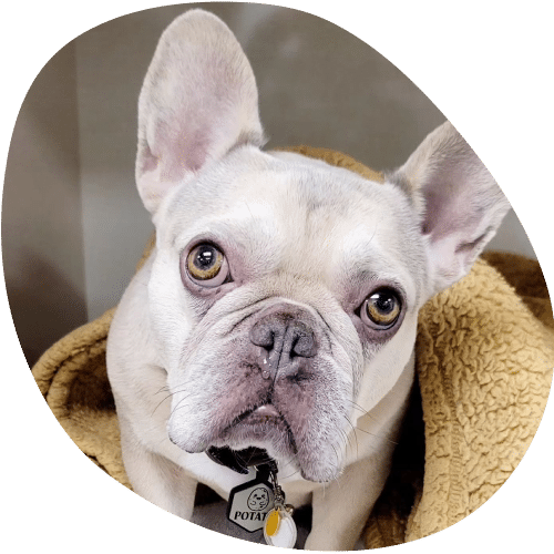 A light-colored French Bulldog with large ears and big, round eyes sits on a soft, tan blanket, looking directly at the camera. The dog wears a collar with a tag that reads “Potato,” ready for the next vet visit.