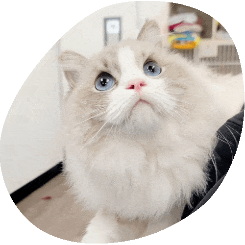 Fluffy white and grey cat with bright blue eyes looks up, appearing curious. The softly blurred indoor background with light-colored walls suggests a visit to the veterinarian or a cozy moment at the vet's office.