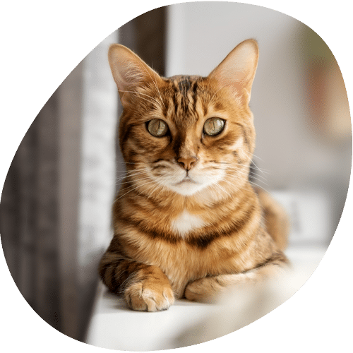 A brown tabby cat with green eyes and white markings on its chest lies on a white surface, looking directly at the camera with its front paws crossed—ready for a checkup at the vet.