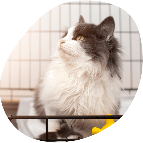 A fluffy gray and white cat with yellow eyes sits inside a wire cage at the veterinarian’s office, looking up and to the left. A small yellow toy is visible near the cat’s paw.