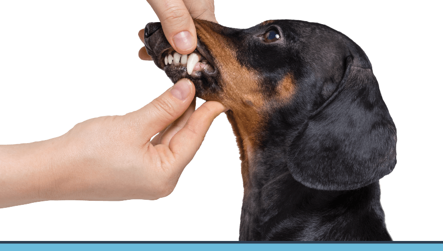 Healthy Mouth, Healthy Pet!