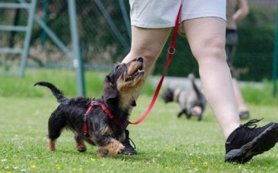 Behavior Training for Pets