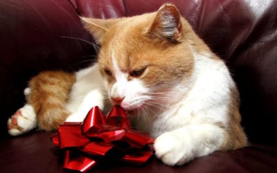 Holiday hazards for pets.