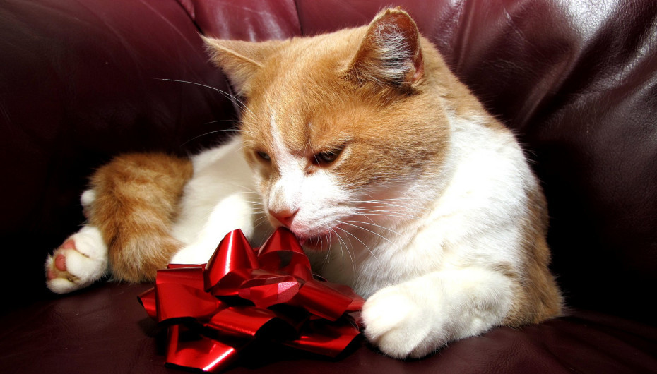 Holiday hazards for pets.