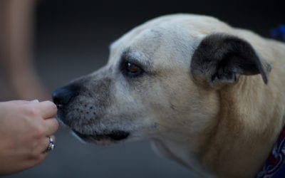 Calming your nervous Nelly dog