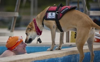 Assistance Dogs – How They Benefit the Community