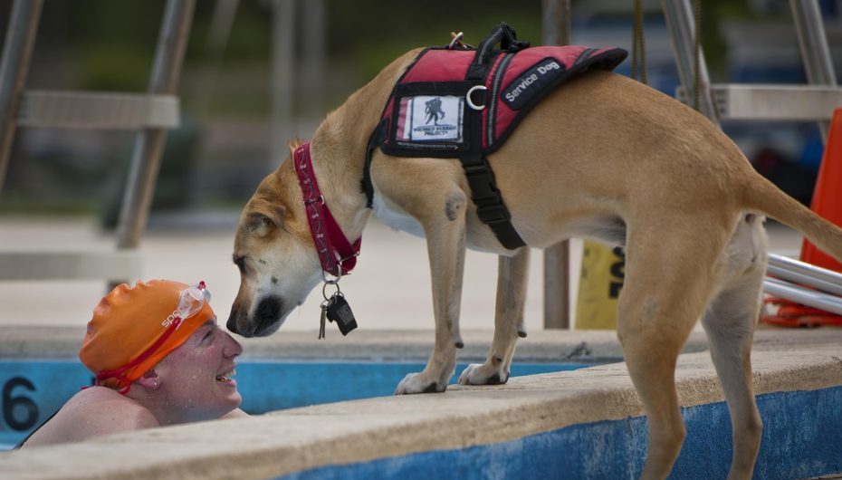 Assistance Dogs – How They Benefit the Community
