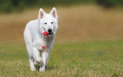 The Best Chew Toys for Dogs. The Dangers of Bones