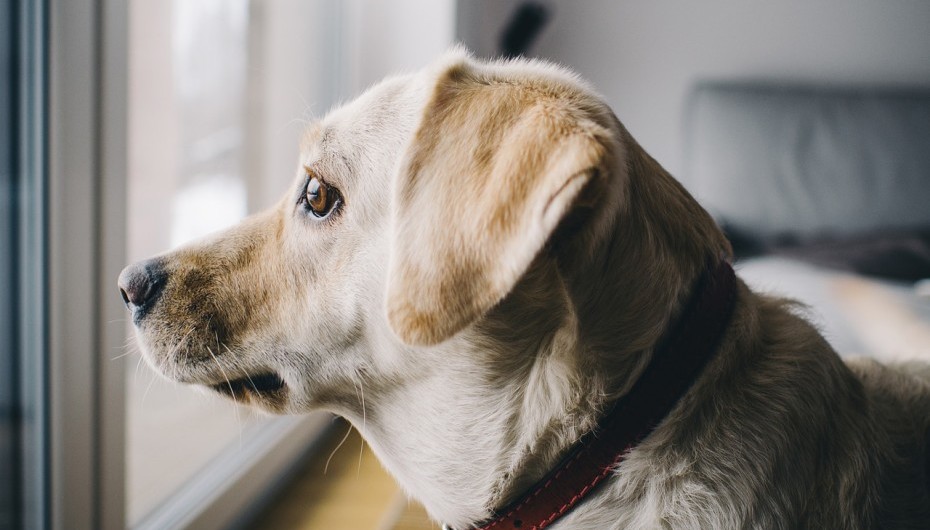 Making it Easier for Your Dog When You’re Away