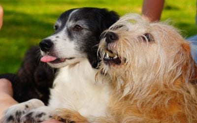 Treats That Can Harm Your Dog’s Health