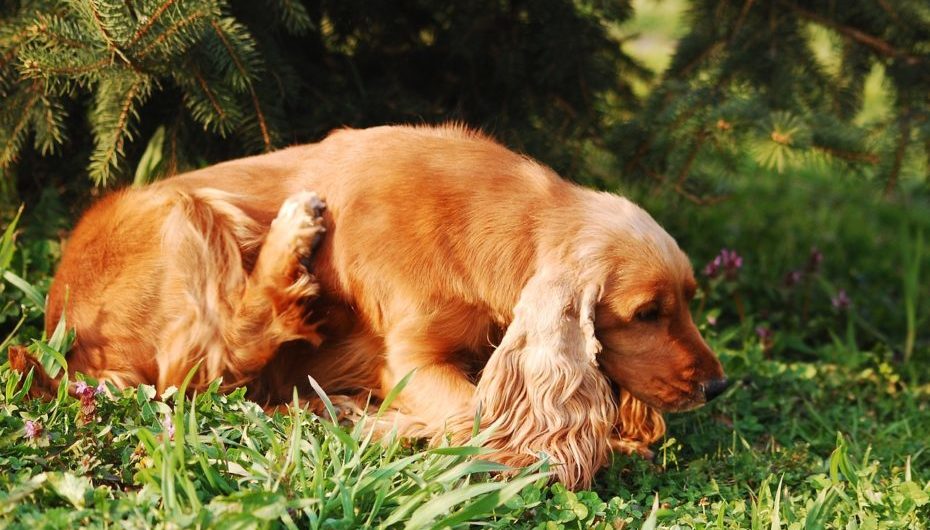 Environmental Allergies in Pets and Common Symptoms
