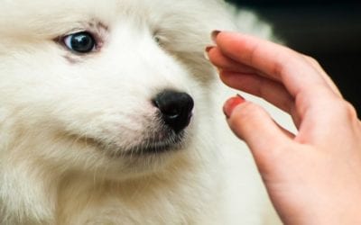 How to Greet a Dog