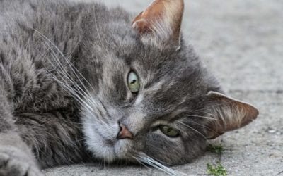 Hyperthyroidism and Kidney Disease in Older Cats