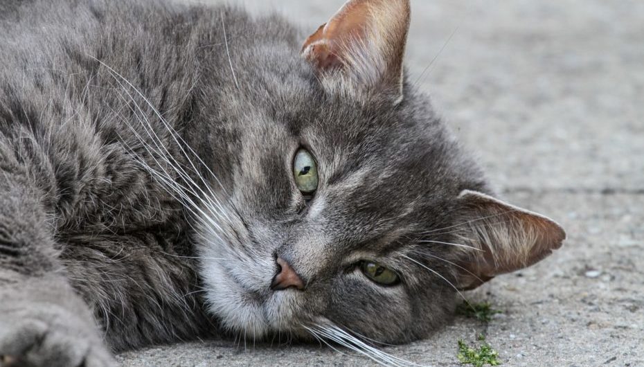 Hyperthyroidism and Kidney Disease in Older Cats
