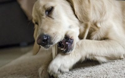 Importance of Regular Dental Cleaning for Dogs