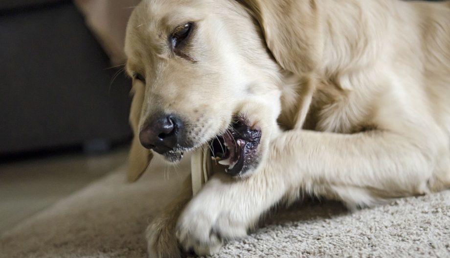 Importance of Regular Dental Cleaning for Dogs