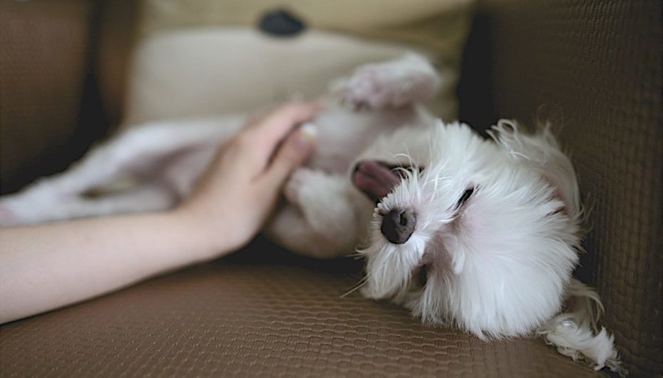 Pet Insurance – 5 Reasons Why it’s Worth It