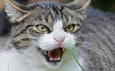 Is Your Pet Behaving Badly? How to Improve your Cat’s Behavior