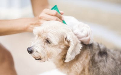 Flea Prevention Ideas