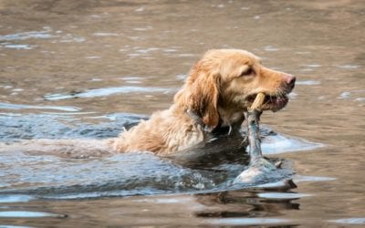 Water Safety for Pets – What Every Dog Owner Should Know