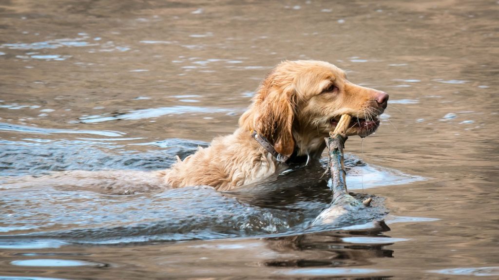 Water Safety for Pets – What Every Dog Owner Should Know