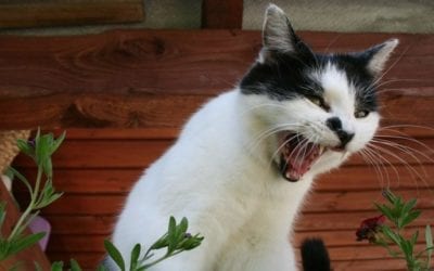 5 Signs Your Cat Might Be Stressed – What You Can Do About It