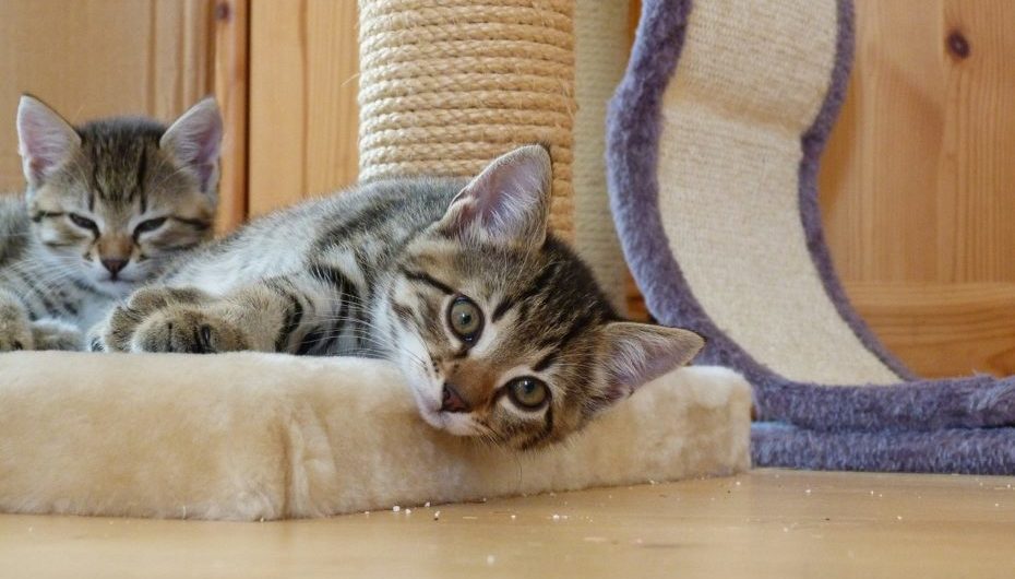 Teaching Kittens to Use the Litter is Easy as Pie