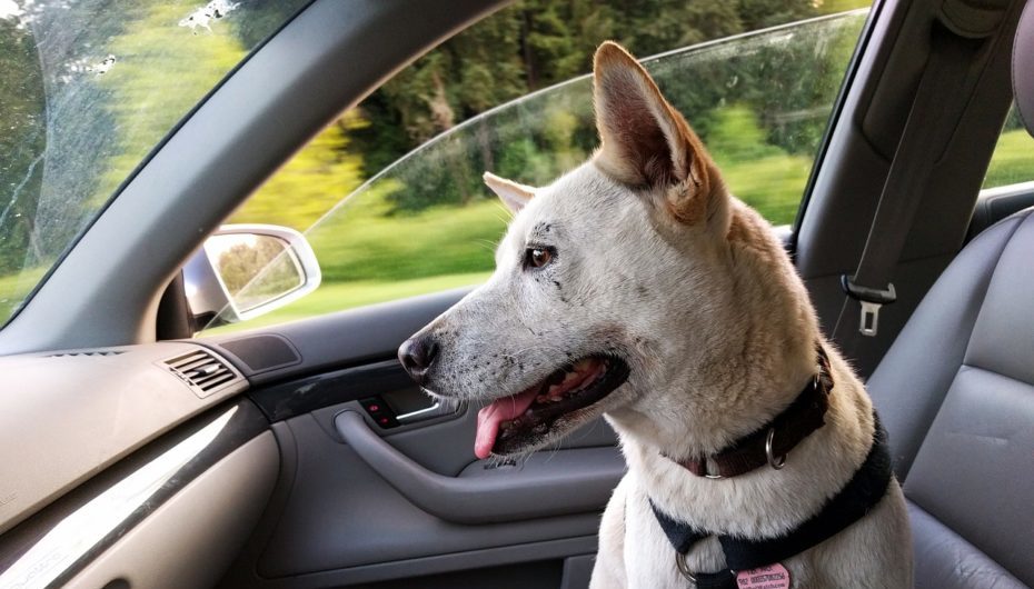 Traveling with Your Pet? Facts You Should Know