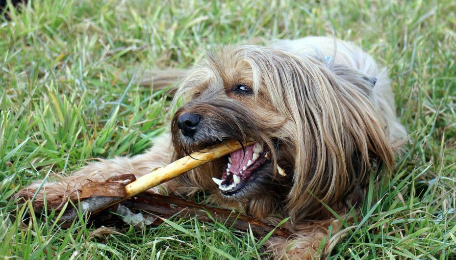 Why Clean Your Dog’s Teeth? How to Do It
