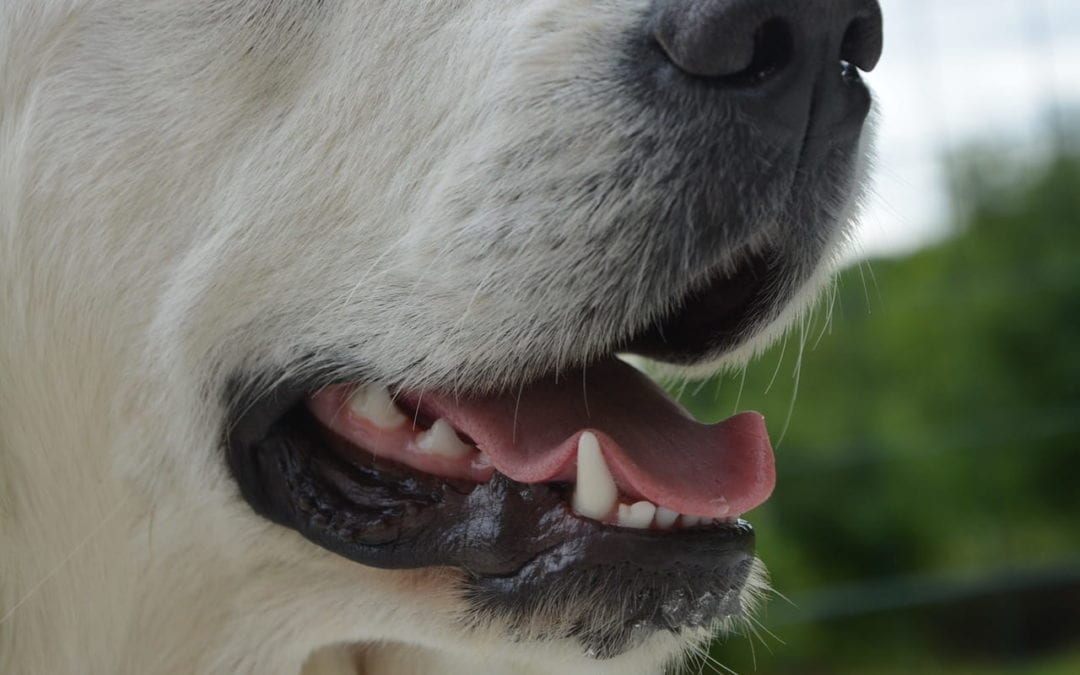 How to Maintain Your Dog's Dental Health
