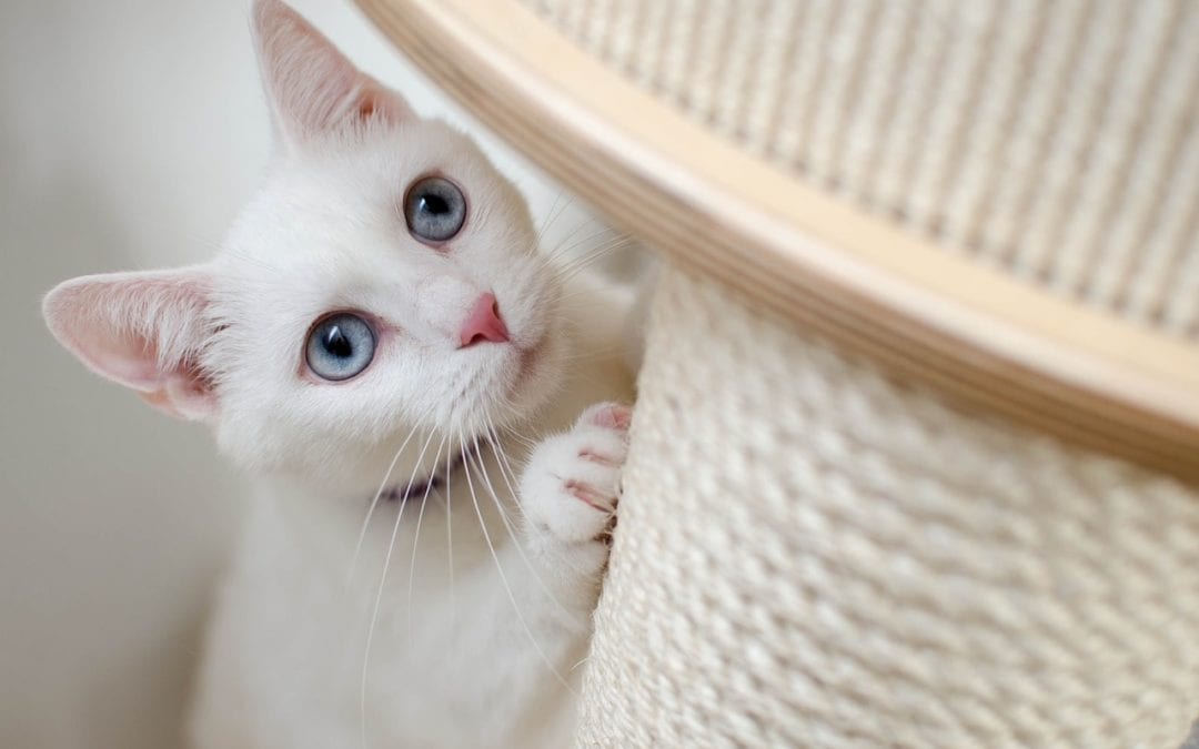 Tips to Get Your Cat to Stop Scratching Your Furniture