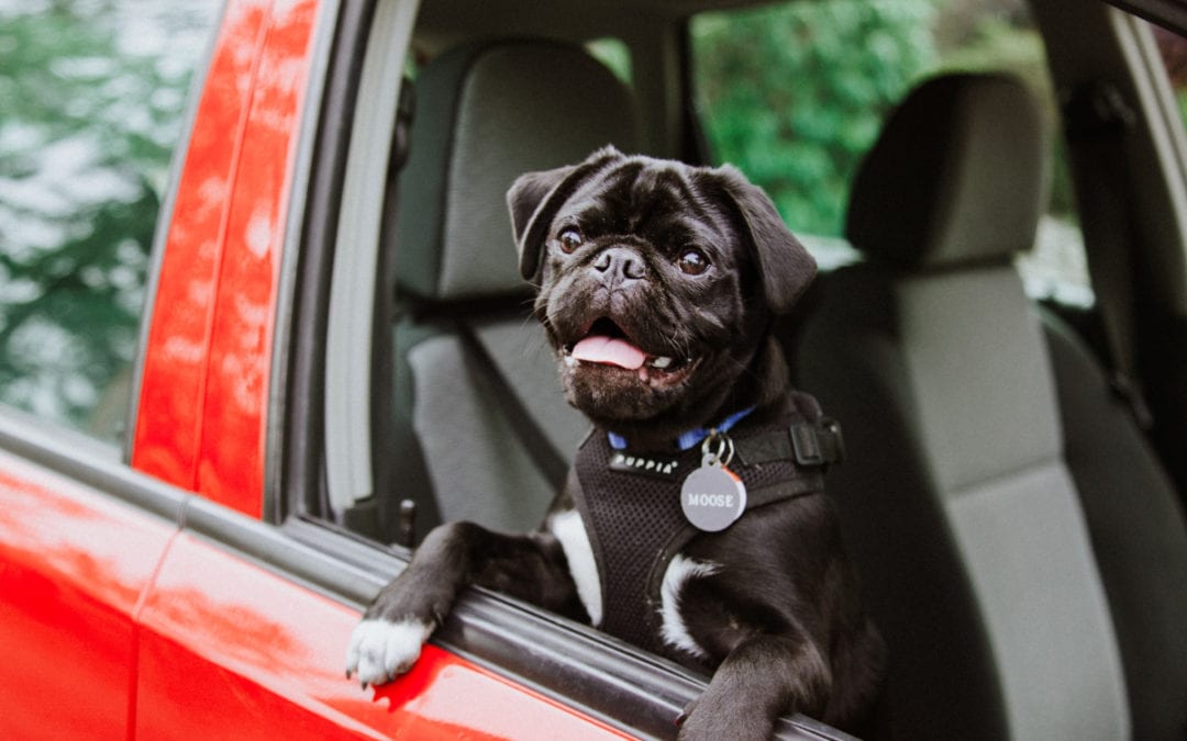 Buckle Up! Car Travel Safety Tips for Pets