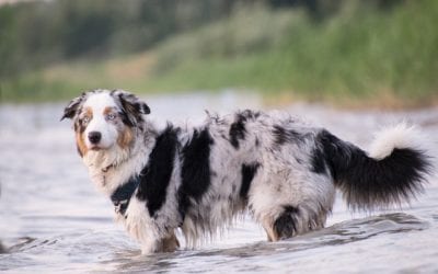 3 Water Dangers for Your Furry Friend