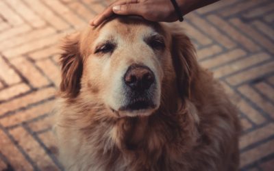 5 Ways to Tell When It’s Time to Let Your Pet Go